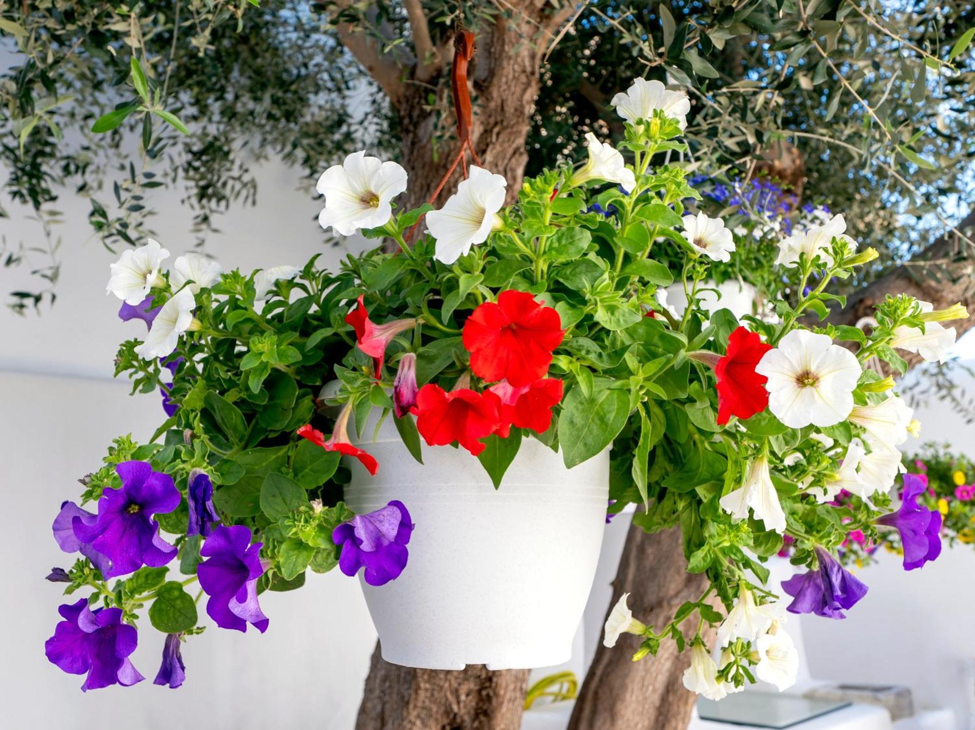 Villa Del Capo Suites Rhodes City Екстер'єр фото